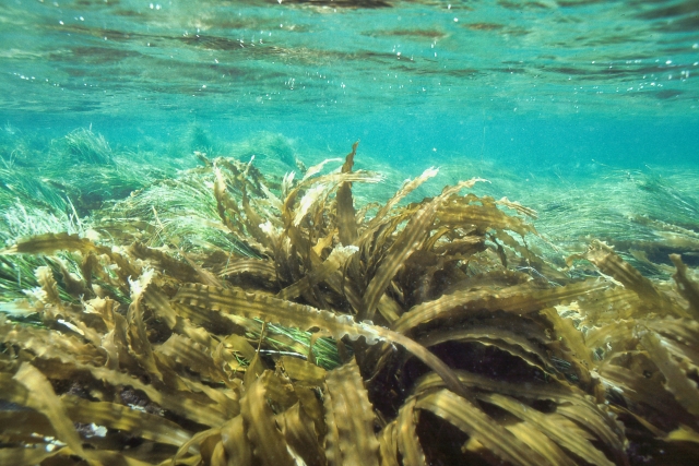 海底の海藻